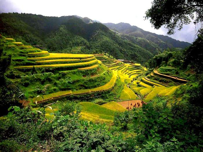 3424885_China_Rice_Terraces__Guangxi (700x525, 84Kb)