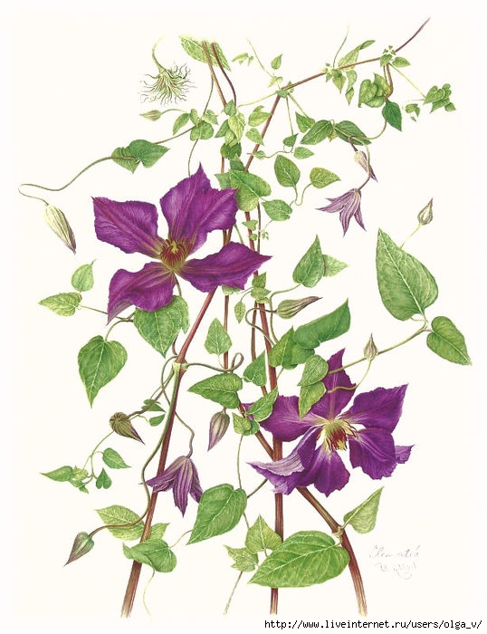 4964063_16clematis (538x700, 210Kb)