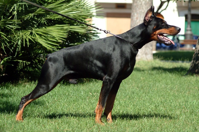 197-black-dog (700x466, 165Kb)
