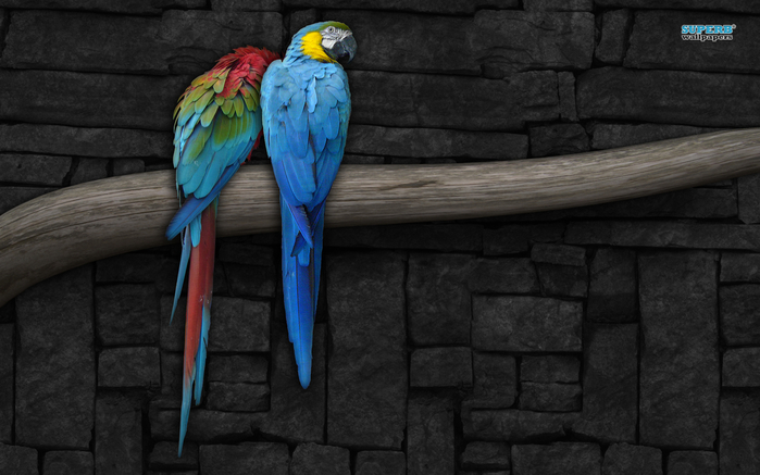 parrots-1792-1280x800 (700x437, 232Kb)
