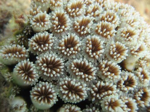 coralreef (499x375, 40Kb)
