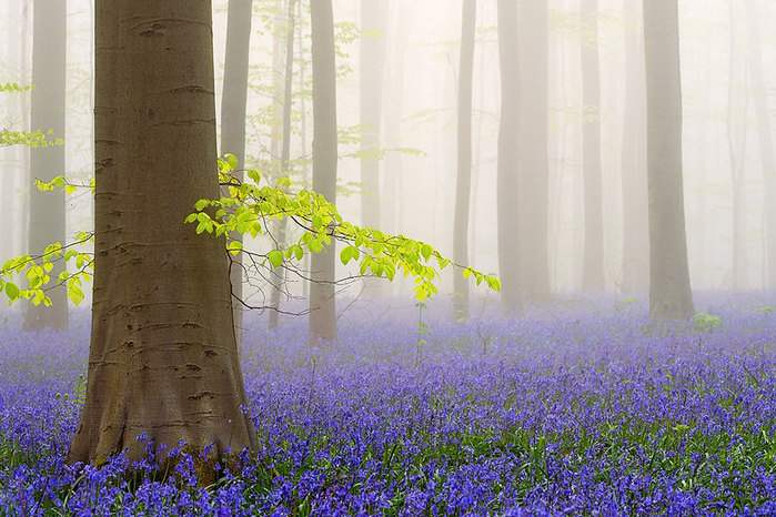 bluebells-blooming-hallerbos-forest-belgium-4 (700x466, 120Kb)