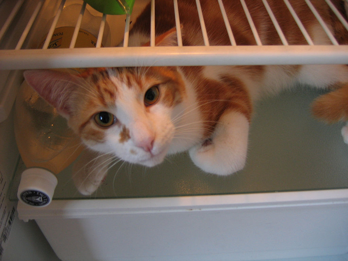 catfridge24 (700x525, 358Kb)