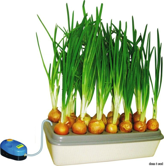 Как самостоятельно выращивать зимой зелёный лук дома и в квартире на подоконнике (2) (691x700, 380Kb)