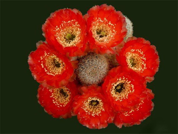 Цветение кактусов (570x428, 44Kb)