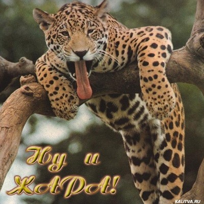 http://img1.liveinternet.ru/images/attach/c/0//44/933/44933326_1182.jpg