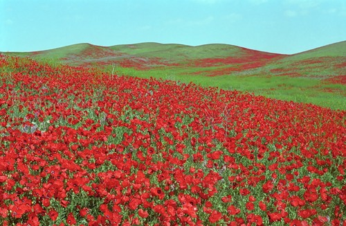  (500x326, 73Kb)