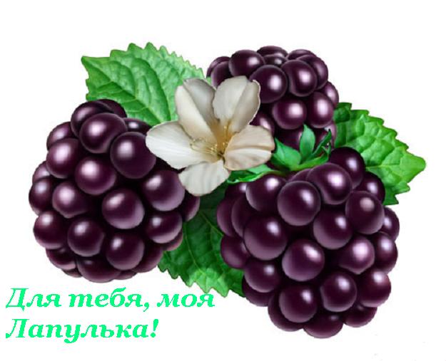 22032934_dlya_tebya_moya_lapulya (625x507, 37Kb)