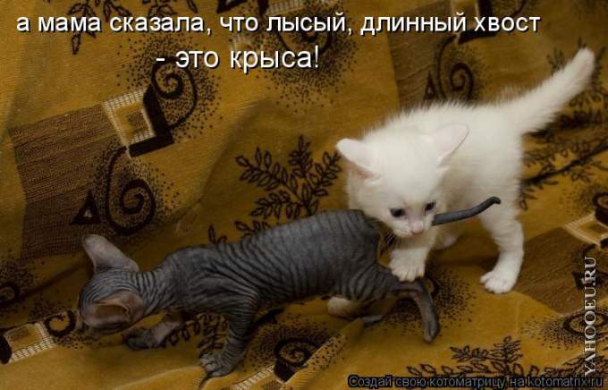 http://img1.liveinternet.ru/images/attach/c/0//53/677/53677910_1262962264_kotomatrix_055.jpg