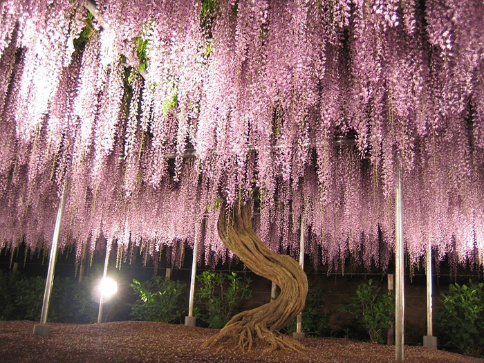 Японский Парк цветов Асикага (Ashikaga Flower Park) -2 97457