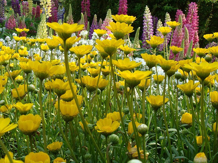 Японский Парк цветов Асикага (Ashikaga Flower Park) -2 31601