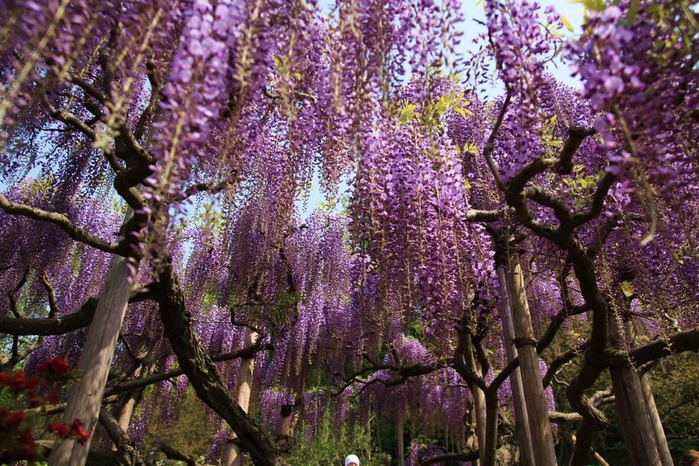 Японский Парк цветов Асикага (Ashikaga Flower Park) -2 20901