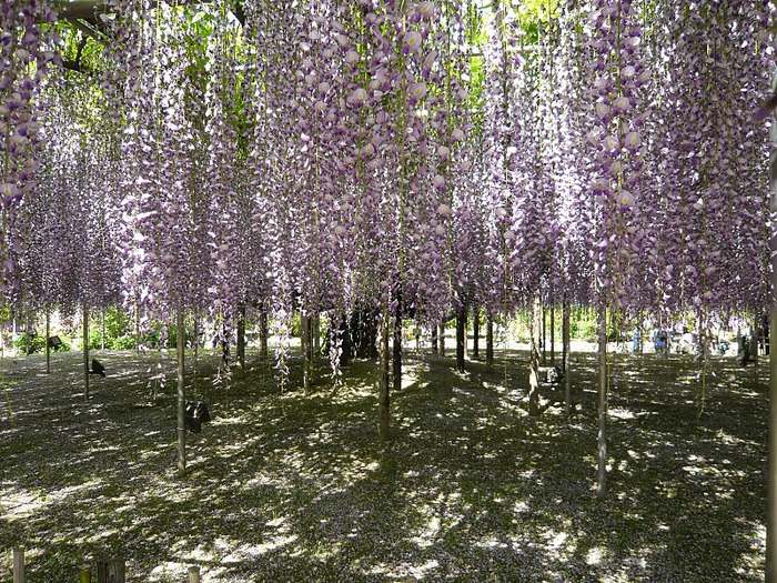 Японский Парк цветов Асикага (Ashikaga Flower Park) -2 39670