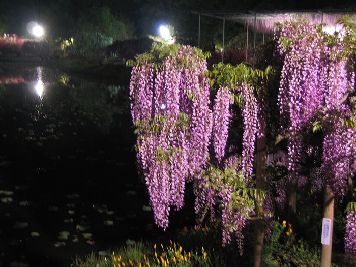 Японский Парк цветов Асикага (Ashikaga Flower Park) -2 27034