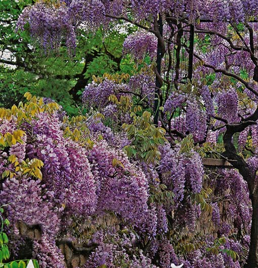 Японский Парк цветов Асикага (Ashikaga Flower Park) -2 16776