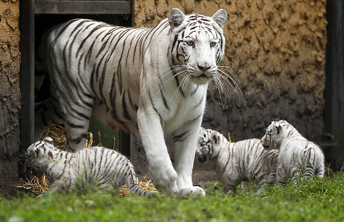 Новых жильцов тигриного вольера вывели в свет