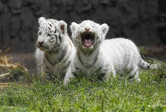 Новых жильцов тигриного вольера вывели в свет