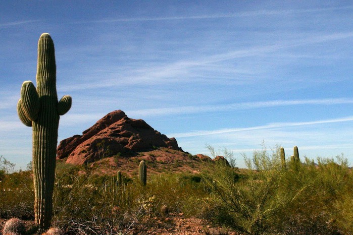 Стеклянные скульптуры Дейла Чихули в пустыне Феникс, Аризона 93455