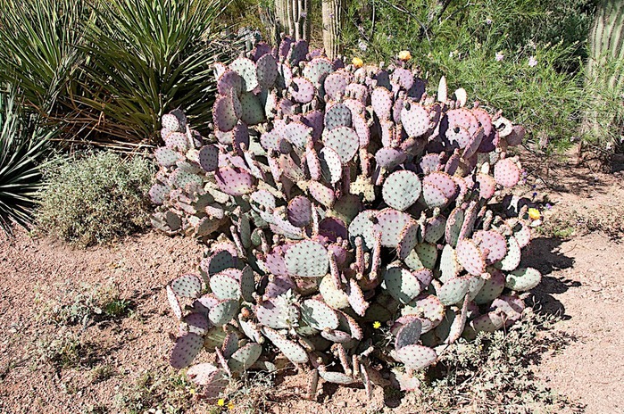 Стеклянные скульптуры Дейла Чихули в пустыне Феникс, Аризона 41480