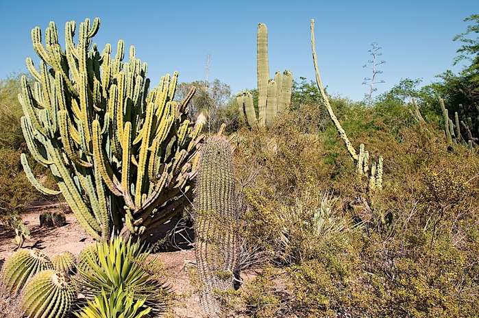 Стеклянные скульптуры Дейла Чихули в пустыне Феникс, Аризона 61052
