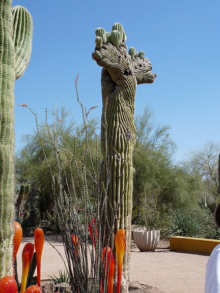 Стеклянные скульптуры Дейла Чихули в пустыне Феникс, Аризона 44935