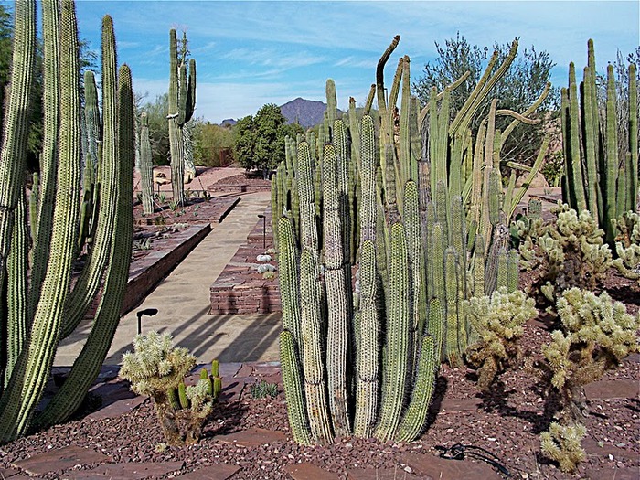 Стеклянные скульптуры Дейла Чихули в пустыне Феникс, Аризона 81452