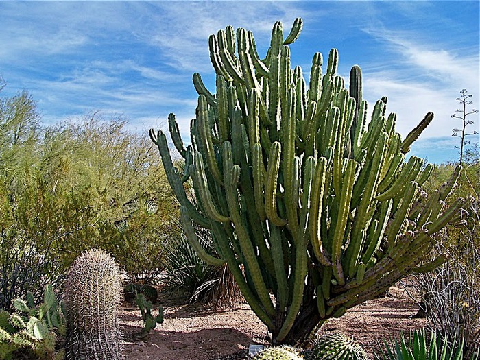 Стеклянные скульптуры Дейла Чихули в пустыне Феникс, Аризона 56828