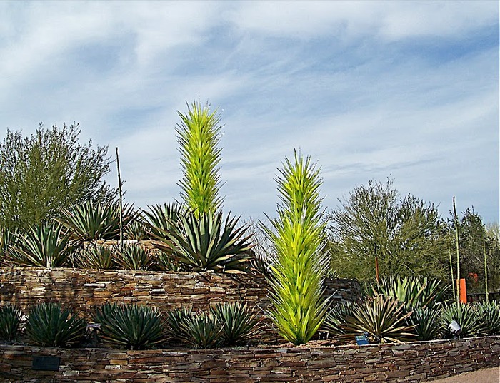 Стеклянные скульптуры Дейла Чихули в пустыне Феникс, Аризона 52579