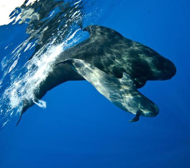 Сближение с китами в Гибралтарском проливе