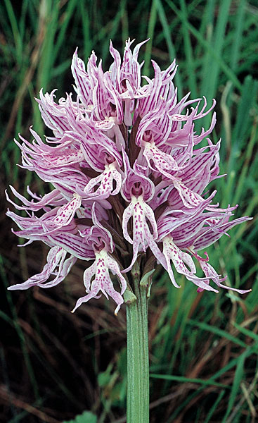 Orchis italica (367x600, 251Kb)