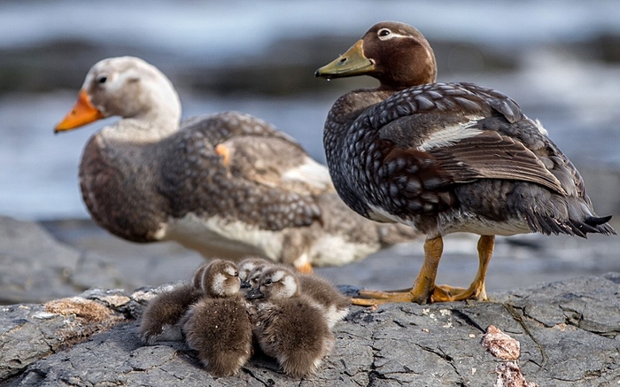Детёныши животных на Фолклендских островах