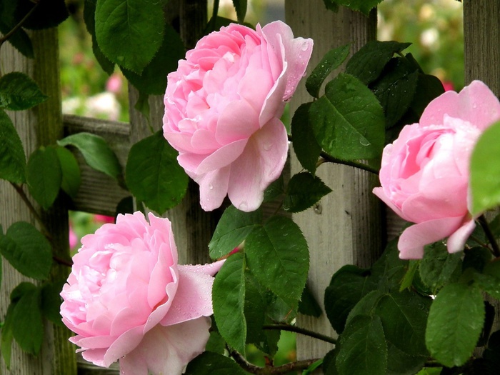 pink_roses_flowers_and_fence-1440x1080 (700x525, 129Kb)