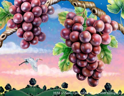 Grapes_on_Vine_at_Dawn72 (432x334, 101Kb)