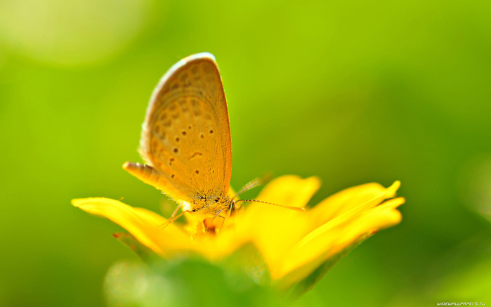 flowers-wallpaper-1280x800-100 (700x437, 105Kb)