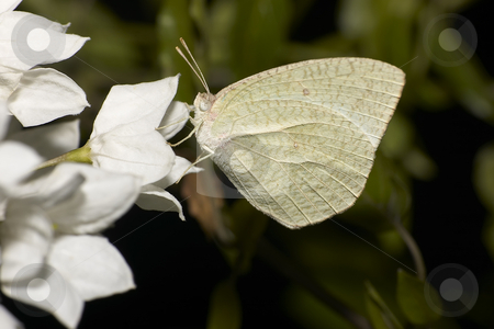 cutcaster-photo-100465100-white-moth-and-flower (450x300, 122Kb)