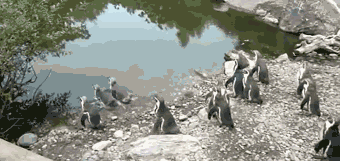 penguin_animated_cm_20120121_00144_010 (340x161, 496Kb)