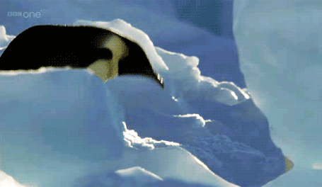 penguin_animated_cm_20120121_00144_015 (455x264, 486Kb)