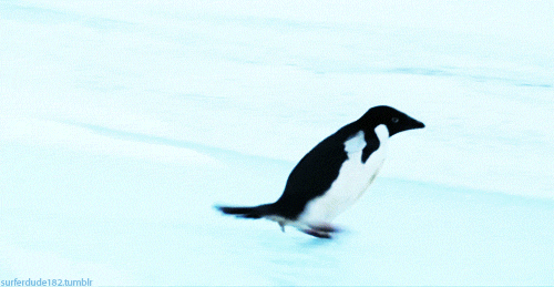 penguin_animated_cm_20120121_00144_017 (500x259, 779Kb)