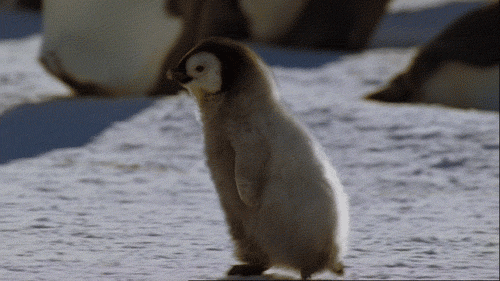 penguin_animated_cm_20120121_00144_022 (500x281, 505Kb)