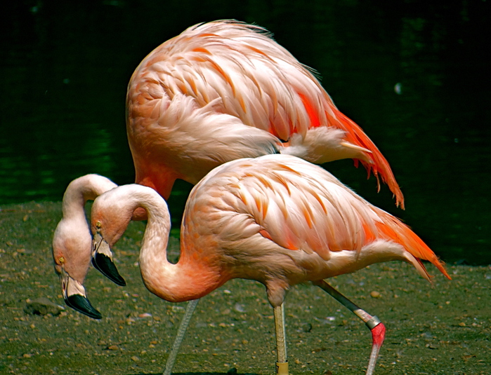 Flamingo_09 (700x535, 245Kb)