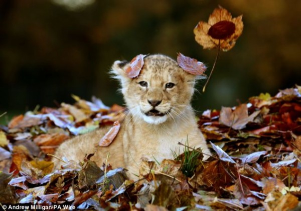 Adorable-lion-cub-Karis-loves-playing-with-Autumn-leaves10.1-600x422 (600x422, 233Kb)