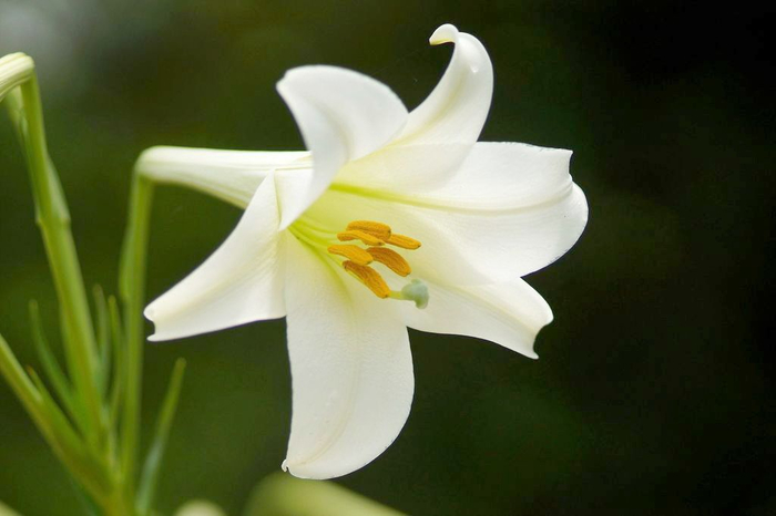 Lilium_12 (700x466, 193Kb)