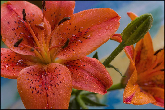 Lilium_25 (700x466, 377Kb)