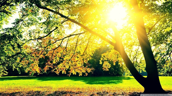 5320643_sunrise_landscapes_nature_trees_autumn_www_wallpaperhi_com_55 (700x393, 309Kb)