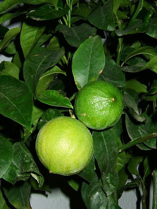 2835299_BERGAMOT (525x700, 78Kb)