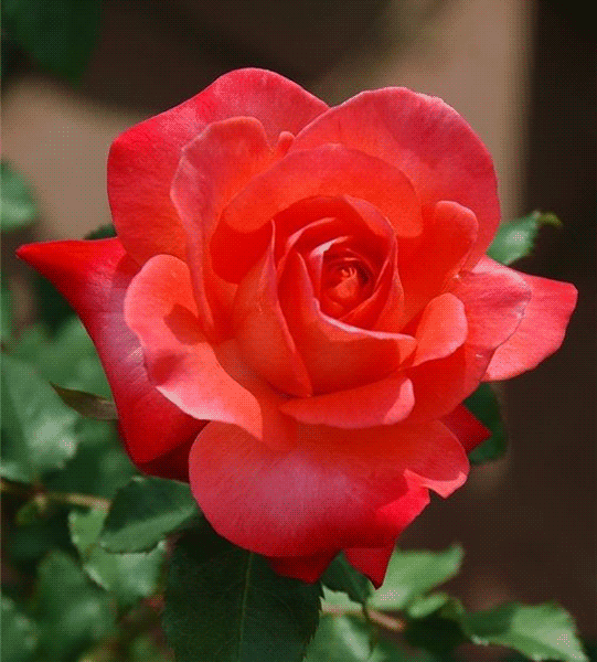 роза-1 (541x600, 845Kb)