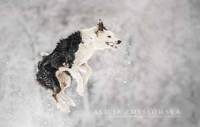 Dogs_by_Alicja_Zmyslowka_10 (700x444, 207Kb)