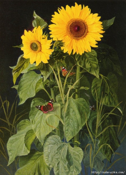 Sonnenblumen-von-Niels-Fristrup-17606 (505x700, 309Kb)