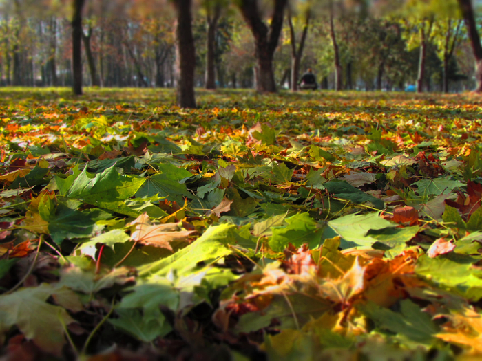 IMG_4481 (700x525, 524Kb)