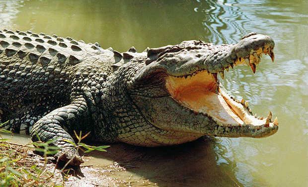 crocodile-ap-0702 (620x376, 64Kb)